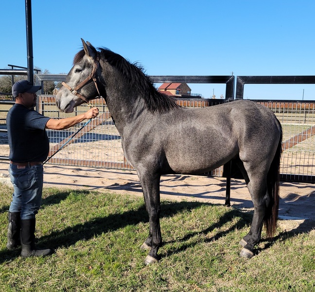 PRE Gray Colt
