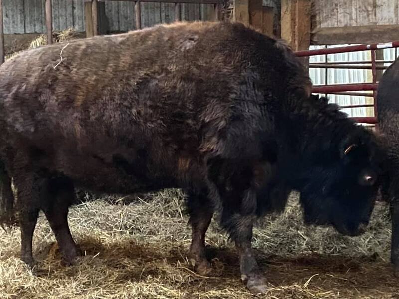 PAIR OF BEEFALO COWS FOR SALE, 5 YEARS OLD For Sale in Fleming