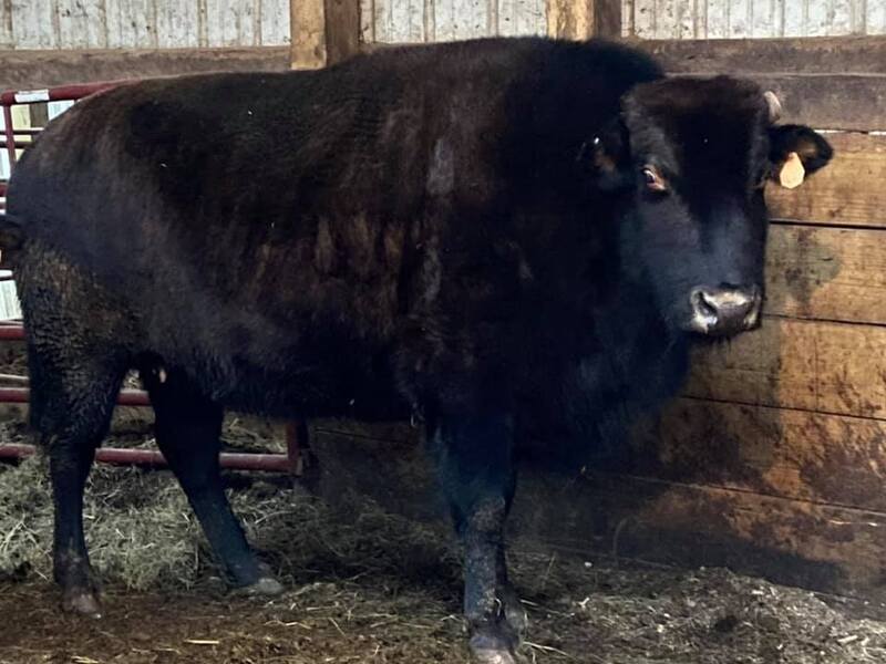 PAIR OF BEEFALO COWS FOR SALE, 5 YEARS OLD For Sale in Fleming