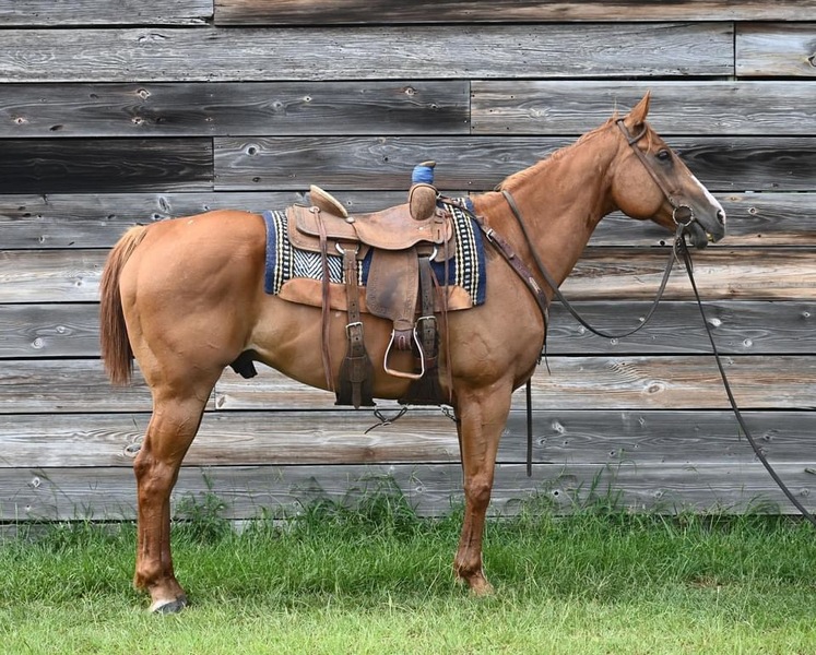 13 yo AQHA Sorrel Gelding Trail Horse