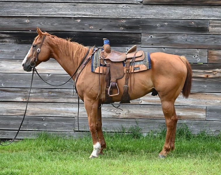 13 yo AQHA Sorrel Gelding Trail Horse