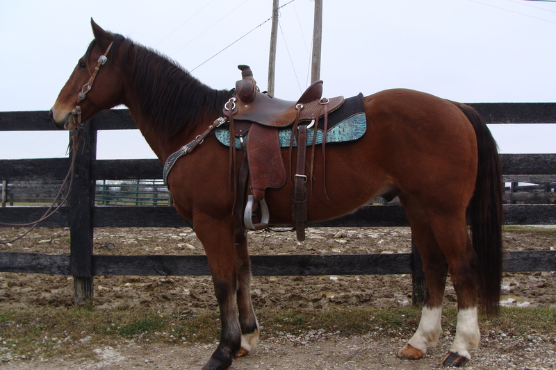 VERY WELL BROKE BAY QUARTER HORSE GELDING, GENTLE AND EASY TO RIDE For