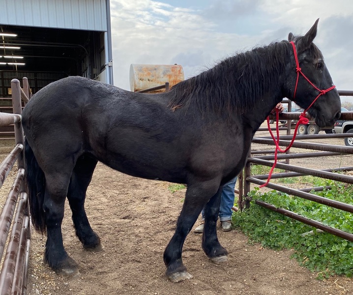 5018 BTW Black Percheron Mare APPROX 1820YO For Sale in Goodhue