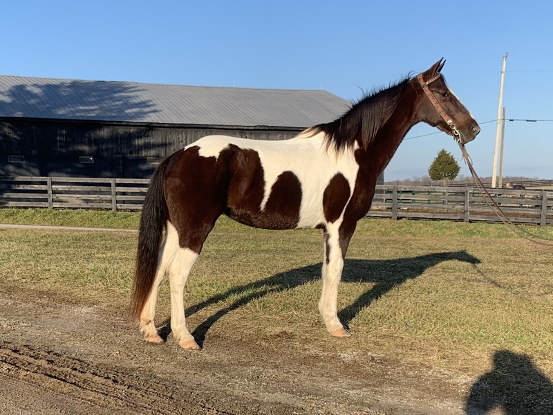 Spotted Saddle Trail Horse For Sale in Casey, Kentucky, United States