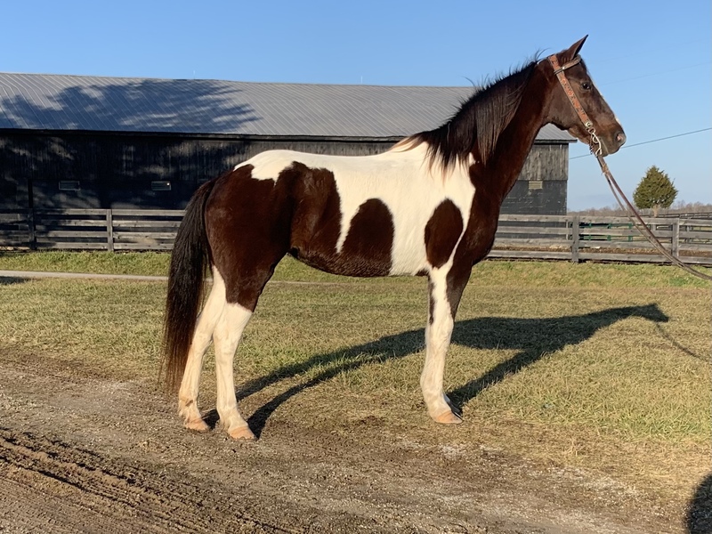 Spotted Saddle Trail Horse For Sale in Casey, Kentucky, United States