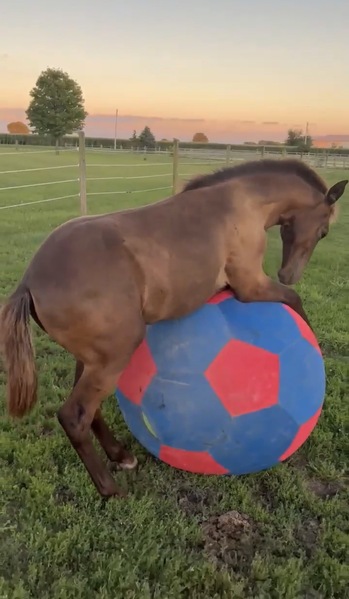 Well Bred Smokey Black Yearling Gelding