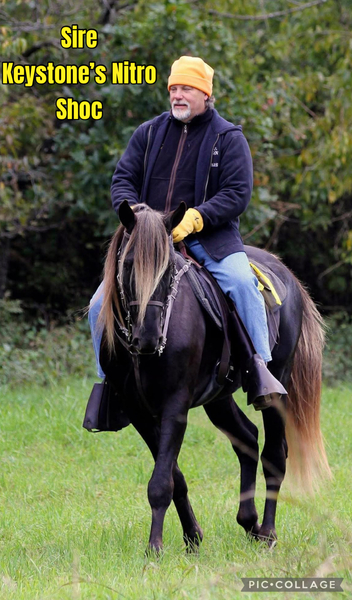 Well Bred Smokey Black Yearling Gelding
