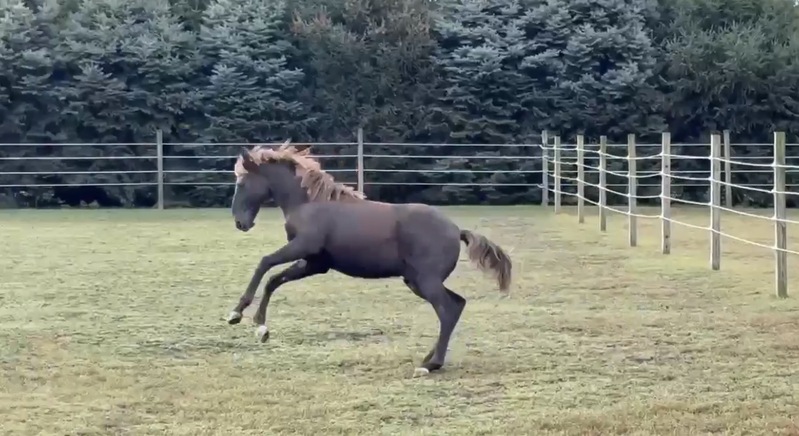 Well Bred Smokey Black Yearling Gelding