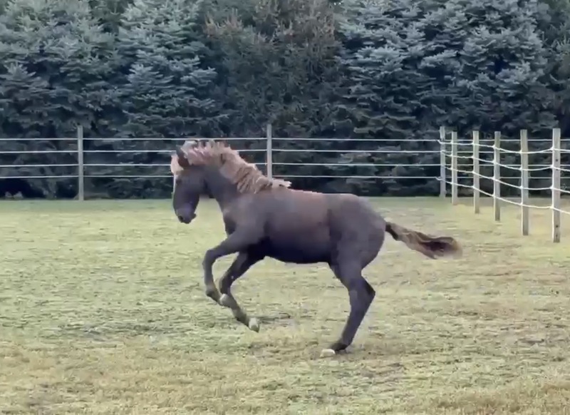 Well Bred Smokey Black Yearling Gelding