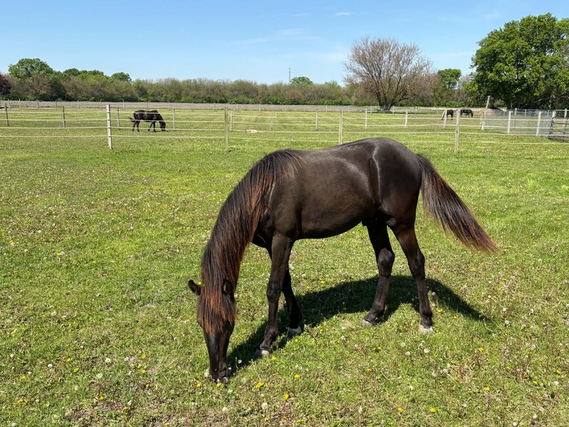 Well Bred Smokey Black Yearling Gelding