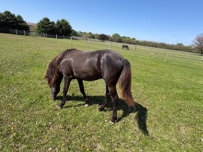Well Bred Smokey Black Yearling Gelding
