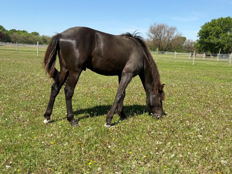 Well Bred Smokey Black Yearling Gelding
