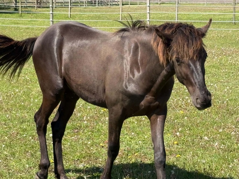 Well Bred Smokey Black Yearling Gelding