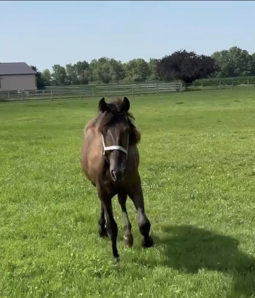 Well Bred Smokey Black Yearling Gelding