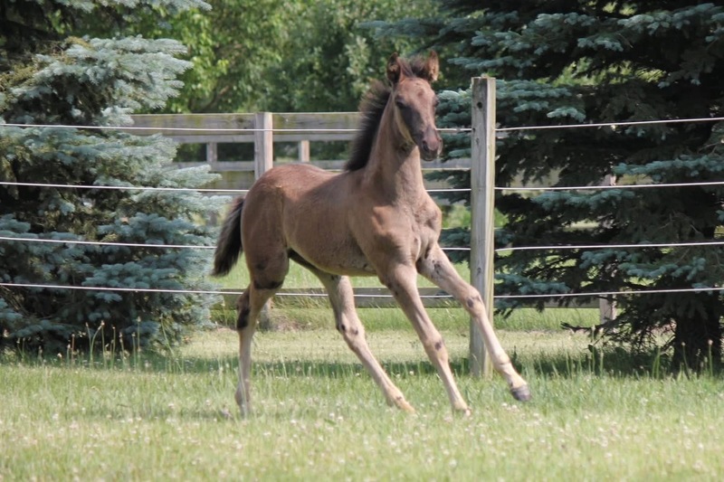 Well Bred Smokey Black Yearling Gelding