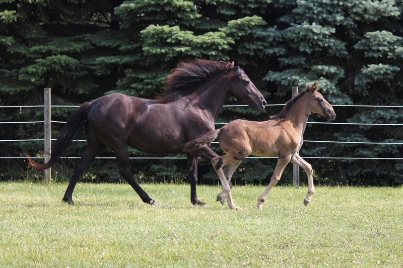 Well Bred Smokey Black Yearling Gelding