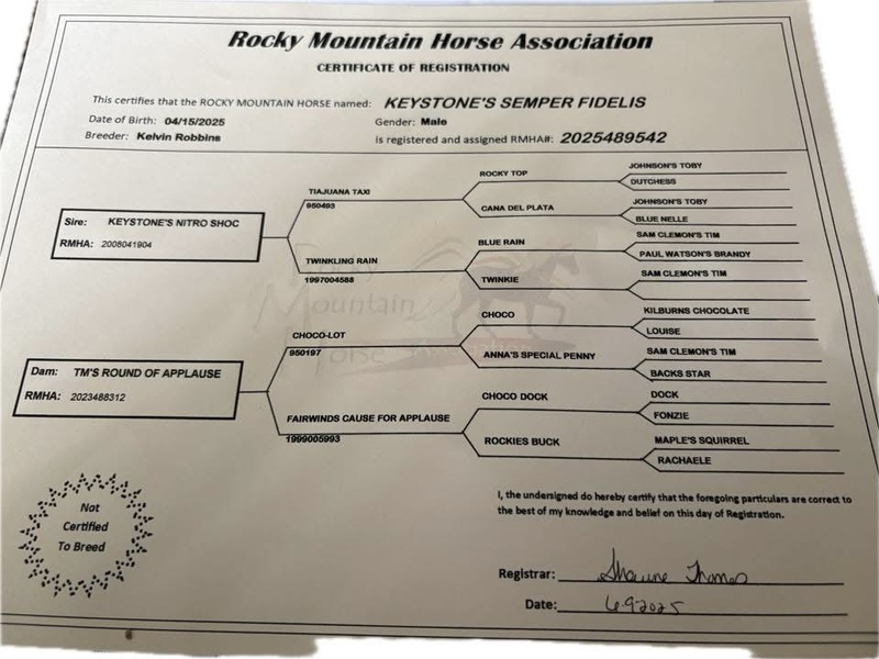 Well Bred Smokey Black Yearling Gelding