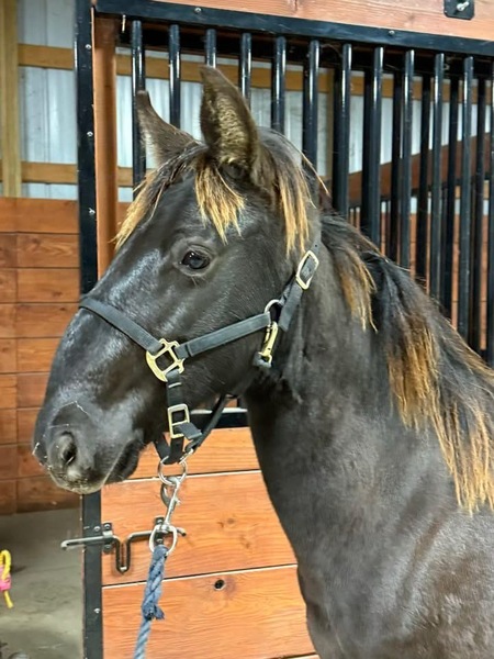 Well Bred Smokey Black Yearling Gelding