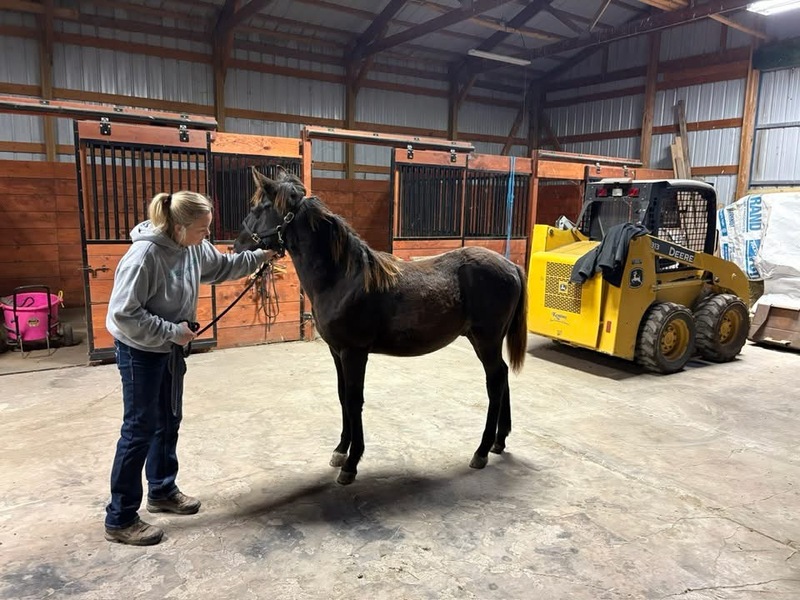 Well Bred Smokey Black Yearling Gelding