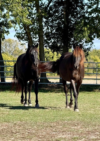 Well Bred Smokey Black Yearling Gelding