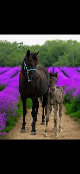 Well Bred Smokey Black Yearling Gelding
