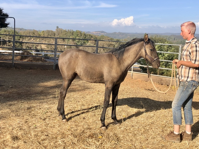 Stunning Well Bred Grulla Filly 