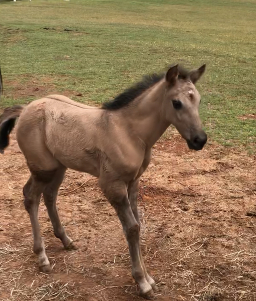 Stunning Well Bred Grulla Filly 