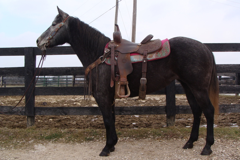 2015 AQHA STEEL GRAY QUARTER HORSE MARE, RIDES NICELY, HANDY & ATHLETIC