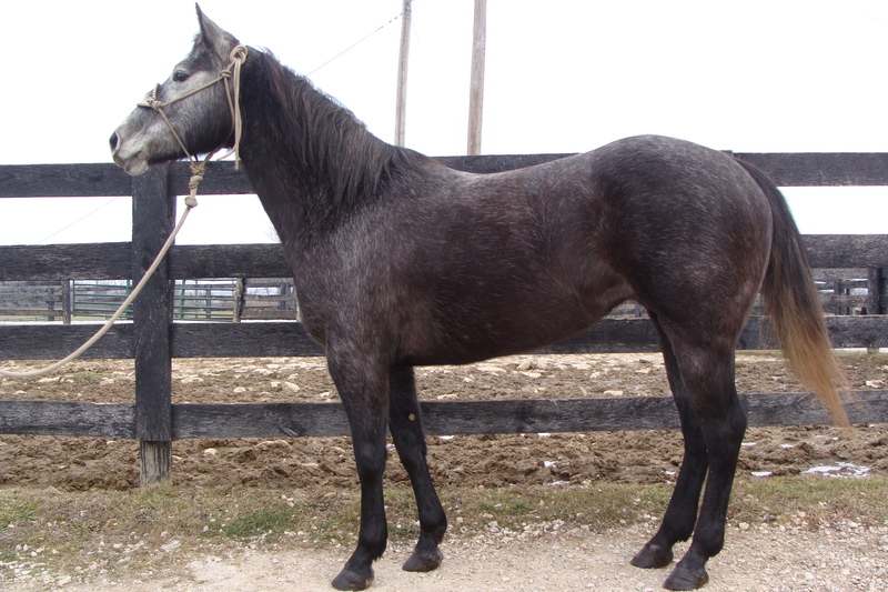 2015 AQHA STEEL GRAY QUARTER HORSE MARE, RIDES NICELY, HANDY & ATHLETIC