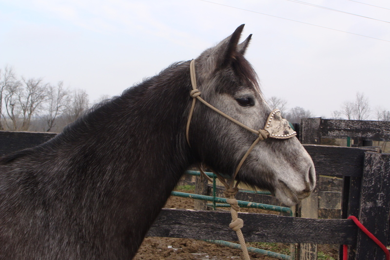 2015 AQHA STEEL GRAY QUARTER HORSE MARE, RIDES NICELY, HANDY & ATHLETIC