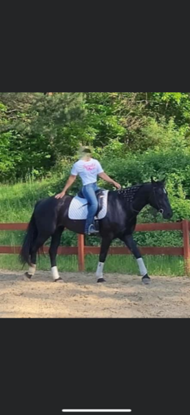 8 YEAR OLD 16.2 HAND BLACK MARE **VIDEO**