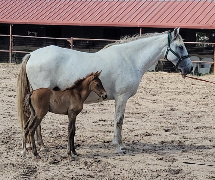 2023 Azteca chestnut filly 3/4 Andalusian