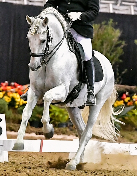 2023 Azteca gray filly 3/4 Andalusian