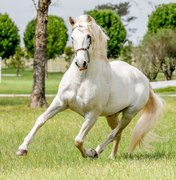2023 Azteca gray filly 3/4 Andalusian