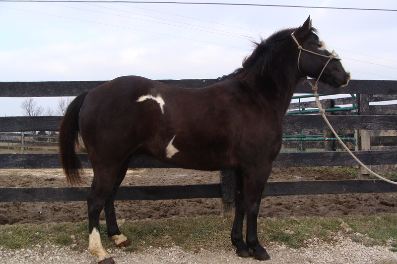 FLASHY BLACK & WHITE OVERO PAINT GELDING, SUPER FLASHY, TRAIL RIDDEN