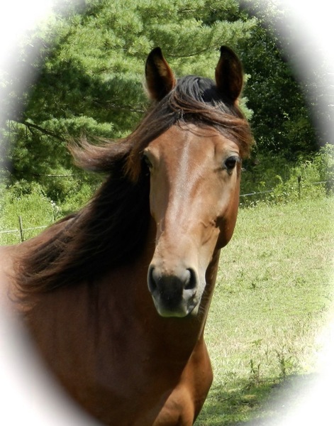 Stunning Homozygous Agouti Bay Stallion