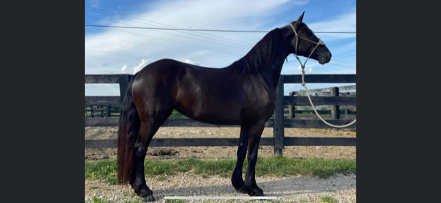 4 YEAR OLD 15 HAND FRESIAN MARE