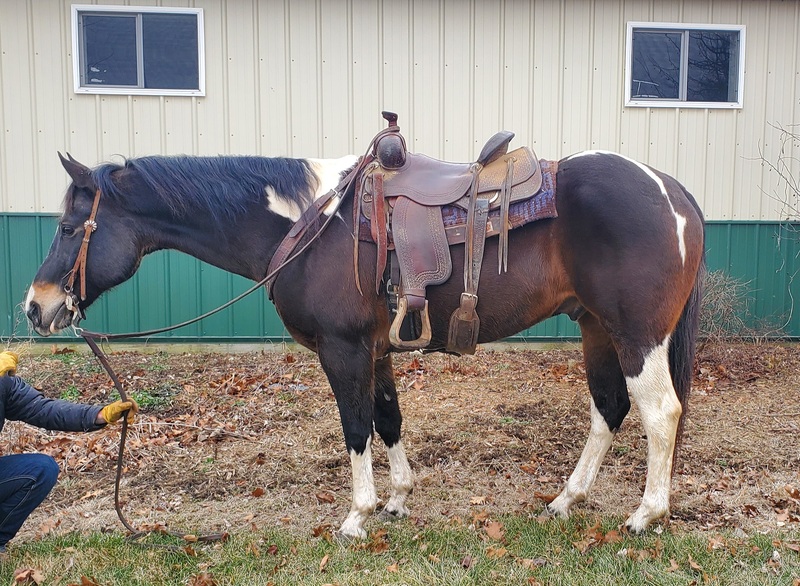 Gelding Horses for Sale