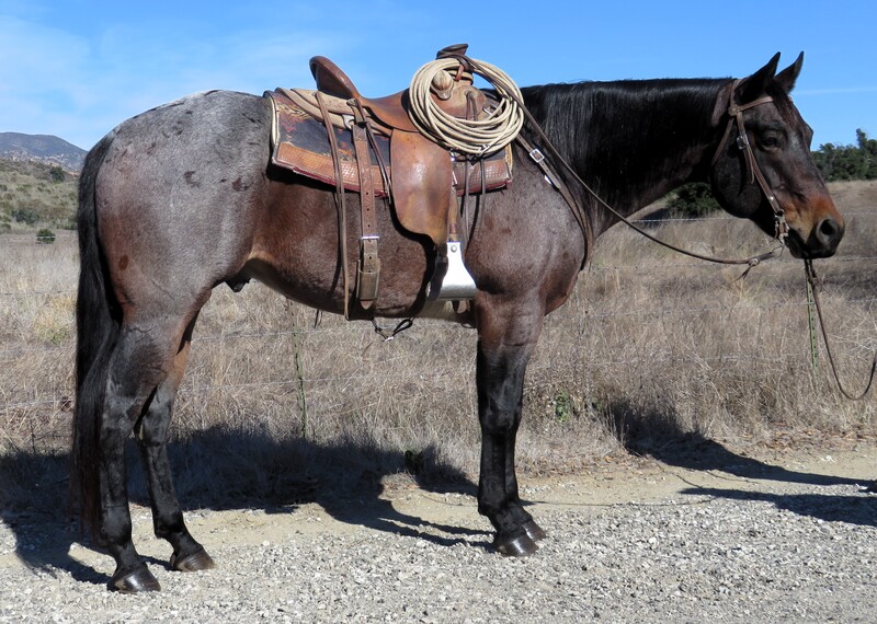 Bay Roan Horses for Sale |