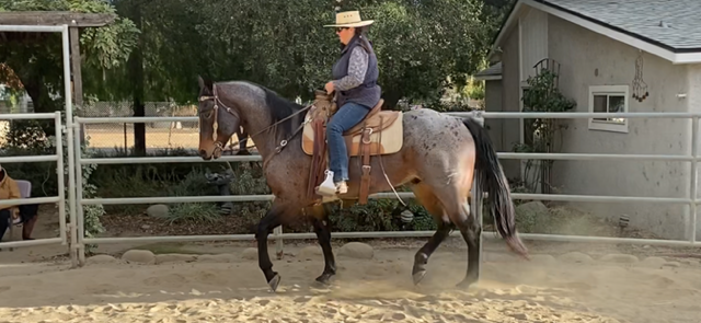 7 YEAR OLD 15.3 BAY ROAN