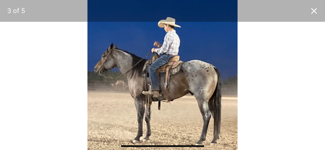 7 YEAR OLD 15.3 BAY ROAN