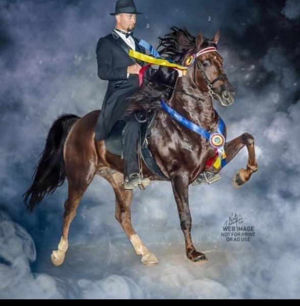Stunning Grand Champion Stallion 