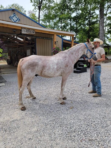 15.2 Strawberry Roan Trail Horse Deluxe!