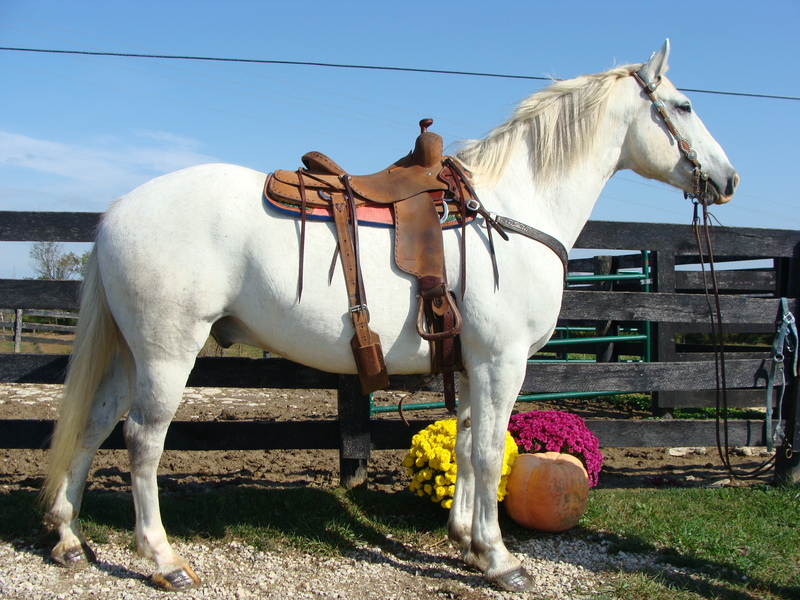 BIG 16.1 HAND PERCHERON QUARTER HORSE CROSSBRED GELDING For Sale in