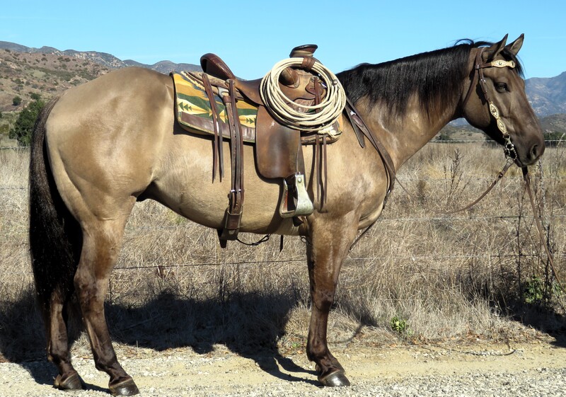 7 YEAR OLD 14.3 HAND GRULLA GELDING