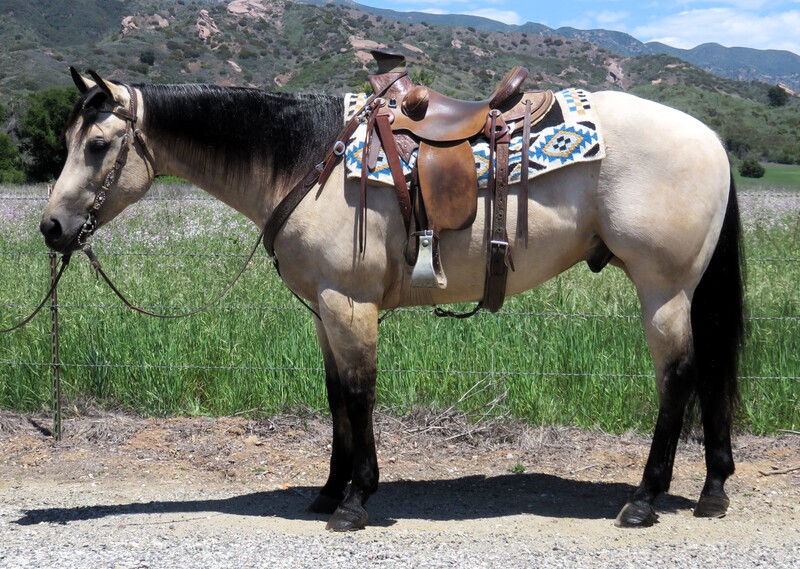 4 YEAR OLD 15.2 HAND BUCKSKIN GELDING +++VIDEO+++