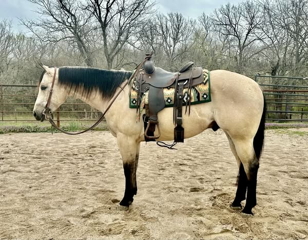 4 YEAR OLD 15.2 HAND BUCKSKIN GELDING +++VIDEO+++