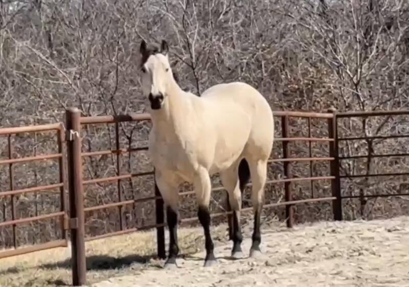 4 YEAR OLD 15.2 HAND BUCKSKIN GELDING +++VIDEO+++