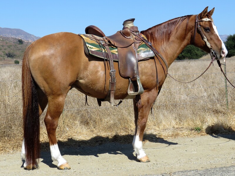 14.1 HAND RED DUN GELDING **SOLD** For Sale in Ventura, California