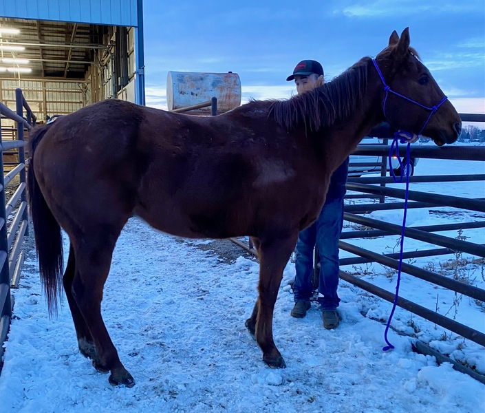 Horse Dealer in Cannon Falls Ryon's Rescue Pen, Cannon Falls